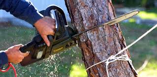 Trusted Rosebud, SD  Tree Services Experts